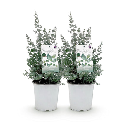 Eukalyptusbaum Eucalyptus gunnii – 2 Pflanzen – Winterhart – Terrassenpflanze – Grau – Ø17cm, Höhe ca. 40cm – Duftende & pflegeleichte Garten