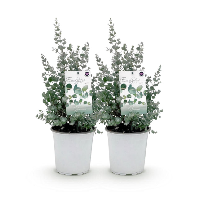 Eukalyptusbaum Eucalyptus gunnii – 2 Pflanzen – Winterhart – Terrassenpflanze – Grau – Ø17cm, Höhe ca. 40cm – Duftende & pflegeleichte Garten