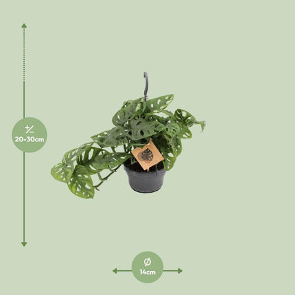 Fensterblatt Monstera Monkey Leaf – Zimmerpflanze – Ø14cm – Höhe 30cm – Luftreinigend – Pflegeleicht – Tropischer Indoor – Dschungel