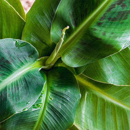 Bananenpflanze Musa acuminata Dwarf Cavendish – 70-75cm – 21cm – pflegeleicht