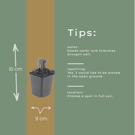 Liatris spicata – 12 Pflanzen – Ø9cm – Höhe 10-25cm – Winterharte Staude – Violettrosa Blütenähren – Bienen