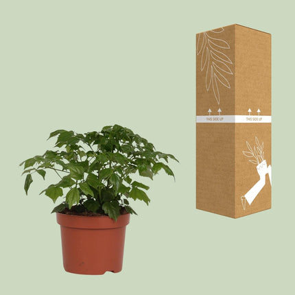 Zimmeresche Radermachera Sinica – Zimmerpflanze – Ø12cm – ↨27cm – Elegante, pflegeleichte Grünpflanze