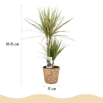Dracaena Sunray – Zwei pflegeleichte Drachenbäume im dekorativen Korb – 17cm – Höhe 70-75cm – Grün – Gelbe Zimmerpflanzen für Innenräume