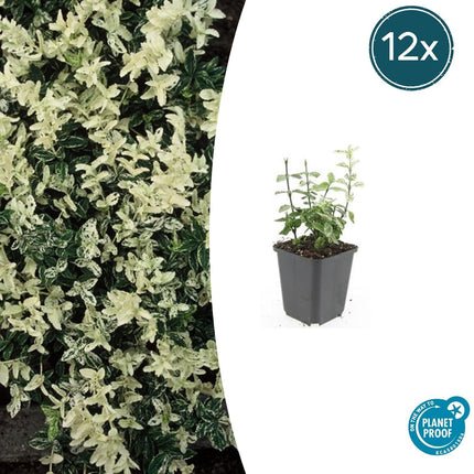 Kriechspindel – Euonymus fortunei 'Harlequin' – ↕10-25cm – Ø9cm – 12 Pflanzen – buntblättrig & winterhart