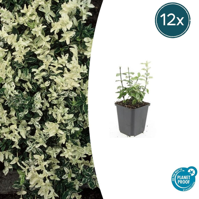 Kriechspindel – Euonymus fortunei 'Harlequin' – ↕10-25cm – Ø9cm – 12 Pflanzen – buntblättrig & winterhart