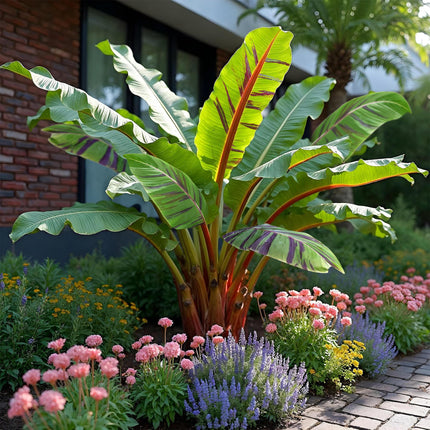Bananenpflanze Musa sikkimensis Red Tiger – 2 Pflanzen – Tropische Gartenbanane – Ø12 cm, Höhe ca. 30 cm – Exotischer Blickfang für Beet, Balkon & Terrasse