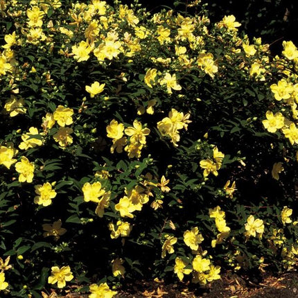 Hypericum 'Hidcote' – 48 Pflanzen – ↕10-25cm – Ø9cm – Johanniskraut – Immergrün, winterhart & bienenfreundlich