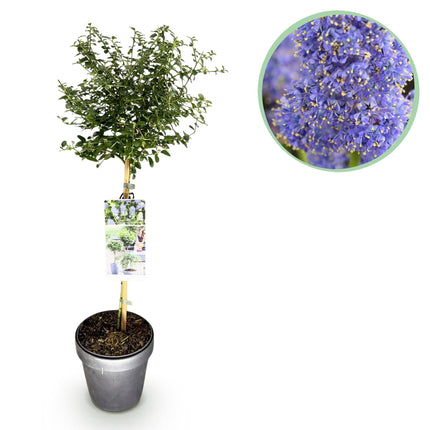 Kalifornischer Flieder Ceanothus thyrsiflorus Repens Ø19cm Höhe90cm – Immergrüner Zierstrauch mit blau – lila Blüten