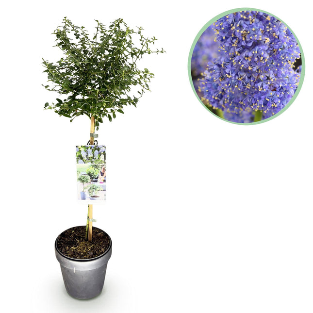Kalifornischer Flieder Ceanothus thyrsiflorus Repens Ø19cm Höhe90cm – Immergrüner Zierstrauch mit blau – lila Blüten