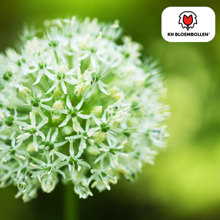 Allium 'White Giant' – Zierlauch – große, reinweiße Blütenkugeln – imposante Sommerblüher – 5 Blumenzwiebeln – ↕120cm – ideal für Beet & Rabatte