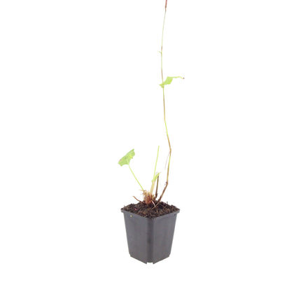 Persicaria bistorta Schlangenknöterich – 60 Pflanzen Ø9cm – Höhe 10-25cm – Blühende Staude für feuchte Beete Teichrand Naturgarten