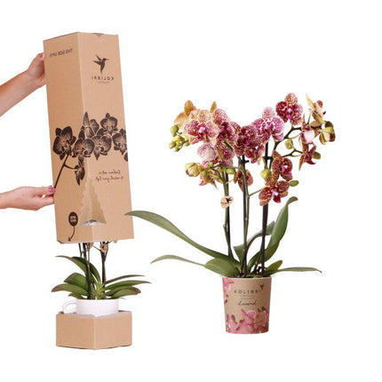 Surprise Diamond Orchideenbox – Phalaenopsis Orchidee Ø9cm – Überraschungsbox mit einzigartigen Blütenmustern & Farben – Premium Orchidee mit 2–3 Blütenstielen