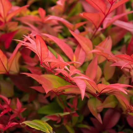 Nandina Gulfstream – 2 Pflanzen 17cm Höhe ca.45cm – Immergrün & farbwechselnd – Orange – Rot – Laub für Beet Balkon Terrasse