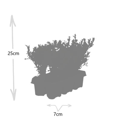 Stechpalme – Ilex crenata 'Jenny' – 48 Pflanzen – Immergrün – Winterhart – Alternative zu Buchsbaum – Ø7cm ↕15cm