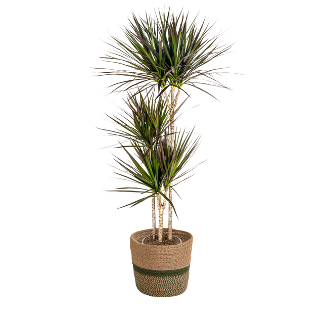 Dracaena Marginata Magenta inkl. Naturkorb – Höhe 130-150cm – Ø24cm – Elegante Zimmerpflanze mit roten Blatträndern