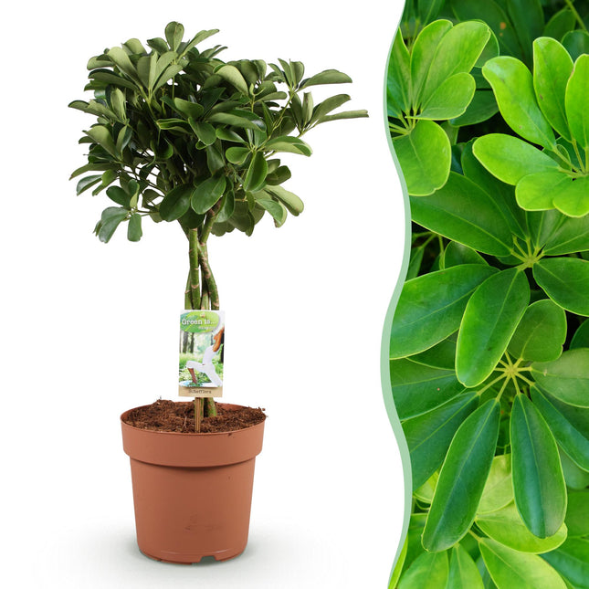 Schefflera Nora – 70-82cm – 21cm – Pflegeleichter Fingerbaum – Dunkelgrüne Zimmerpflanze für Wohnzimmer, Büro & Schlafzimmer – Luftreinigend & robust