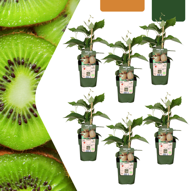 Bio Kiwi Actinidia deliciosa – 6 Pflanzen – Selbstbestäubend – Ø13cm – ↨20-25cm Jungpflanzen