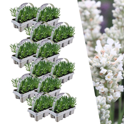 Echter Lavendel angustifolia White – 72 Pflanzen – Ø7cm - ca. 15cm hoch – Mehrjähriger, weiß blühender Lavendel – Duftend, winterhart & pflegeleicht