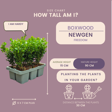 Buchsbaum – Buxus NewGen Freedom – 72 Pflanzen – Ø7 cm – ca. 15 cm hoch – winterhart & pilzresistent – ideal für große Hecken & Formschnitt