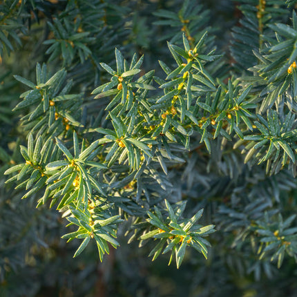 Taxus media Hillii – 6 Pflanzen für 1 Meter Hecke – Immergrün & winterhart – Eibe für dichte, schnittfeste Hecken – Ø17cm – Höhe ca. 60cm