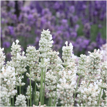 Echter Lavendel angustifolia White – 24 Pflanzen – Ø7cm - ca. 15cm hoch – Mehrjähriger, weiß blühender Lavendel – Duftend, winterhart & pflegeleicht