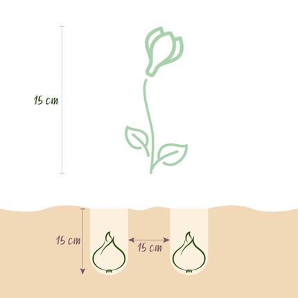 Blumenzwiebeln Crocus Blue – 30 Blumenzwiebeln – Strahlend blaue Krokusse – Frühblühende Blumenzwiebeln für Beet, Balkon & Terrasse – Pflegeleicht