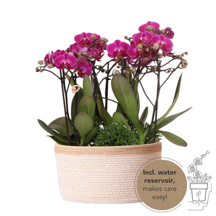 Lila Pflanzenset im Baumwollkorb – 3 Orchideen Morelia & 3 Grünpflanzen Rhipsalis – Ø9cm – Mit autarkem Wassertank & Dochtsystem