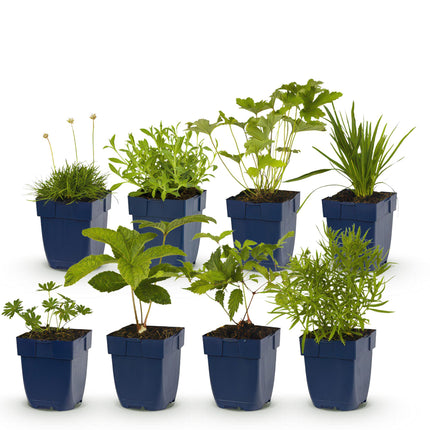 Staudenset – Weiß – 8 weiße Blühstauden – Für 1m² Beet – Pflegeleicht – Eleganter Blütenteppich – Für sonnige Standorte – Ø11cm
