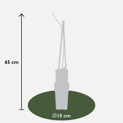 Blauregen Wisteria floribunda 'Naga Noda' – Kletterpflanze – Ø15cm – ↨65cm – 2 Pflanzen– Schnell wachsend – Duftende blaue Blütenrispen