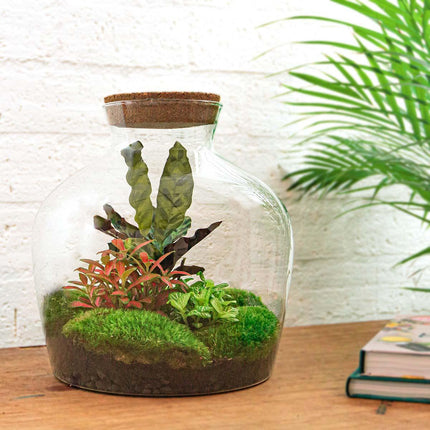 Flaschengarten DIY Bausatz – Terrarium Fat Joe Rot – Ø29cm x ↕30cm – Selbstversorgendes Pflanzterrarium mit Moosen & Zimmerpflanzen