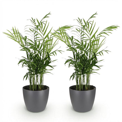 Chamaedorea elegans Pflanzen Mit Grauem Topf Ø12cm Höhe ca.15cm Goldpalme Haustierfreundlich Luftreinigend Pflegeleicht Für Zimmer Büro &