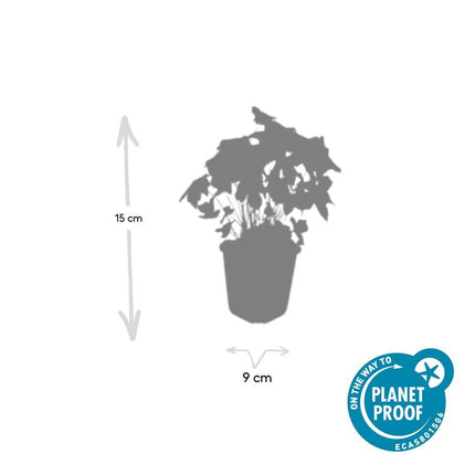Knotiger Storchschnabel Geranium nodosum – ↕10-25cm – Ø9cm – 6 Pflanzen – Winterharte Staude & Bodendecker – Tiefpurpurne Blüten