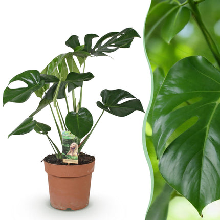 Monstera Deliciosa Fensterblatt – Grün – 21cm – Höhe 70-80cm – Pflegeleichte tropische Zimmerpflanze für Wohnräume – Dekoratives großes Blattwerk