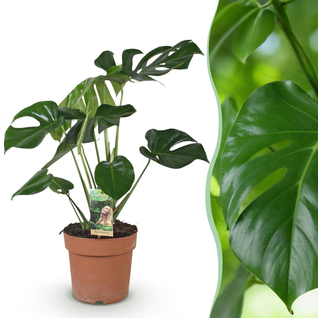 Monstera Deliciosa Fensterblatt – Grün – 21cm – Höhe 70-80cm – Pflegeleichte tropische Zimmerpflanze für Wohnräume – Dekoratives großes Blattwerk