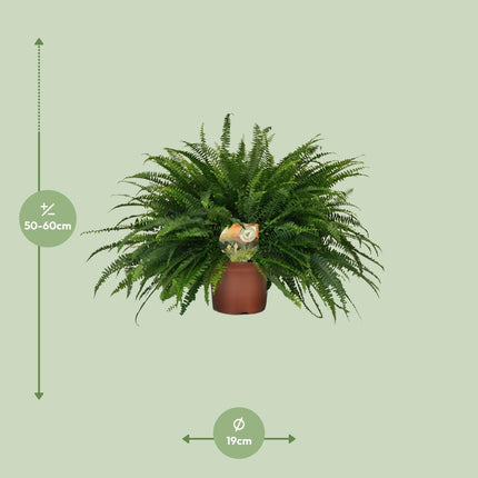 Nephrolepis 'Green Lady' – Bostonfarn Zimmerpflanze – Ø19cm – ca. 60cm hoch – Luftreinigend & pflegeleicht