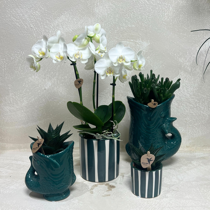 Set mit weißer Orchidee Amabilis & Sukkulenten – Blühende Zimmerpflanzen in keramischen Ziertöpfen Ø9 cm & Ø6 cm – Frisch vom Züchter
