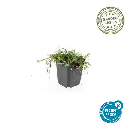Leptinella squalida – Bodendecker – 24 Pflanzen – Ø9cm – ↕10–25cm – Immergrün & trittfest – Für Schatten & feuchte Standorte – Pflegeleicht & robust