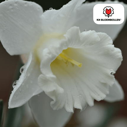 Snow Baby Narzisse – 20 Blumenzwiebeln – Mini-Narzisse Weiß – Frühjahrsblüher für Beete, Töpfe & Steingärten