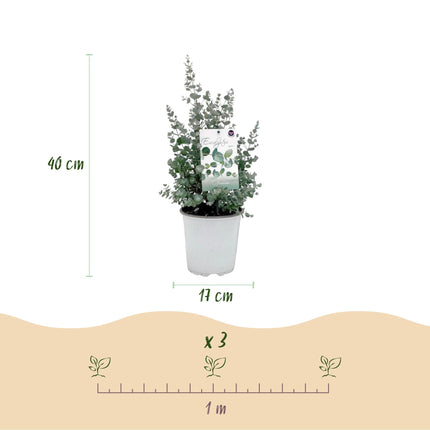 Eukalyptusbaum Eucalyptus gunnii – Terrassenpflanze – 6er – Set – Winterhart – Ø17cm, Höhe 40cm