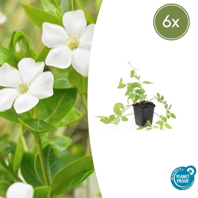 Großblättriges Immergrün Vinca major 'Alba' – 6 Pflanzen – Bodendecker – Ø9cm – ↕10-25cm – Weiße Blüten – pflegeleicht