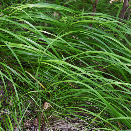 Japan – Segge Carex morrowii – 48 Pflanzen – Immergrünes Ziergras für Schatten & Halbschatten – Bodendecker für Beet & Garten – 10-25cm – Ø9cm