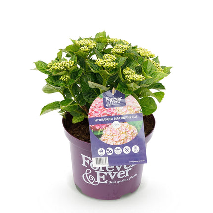 Hortensie Hydrangea macrophylla Forever & Ever Rosa – Balkonpflanze – 7-12 Blüten – Topf 23cm – Höhe 55cm – Langlebige Blüten