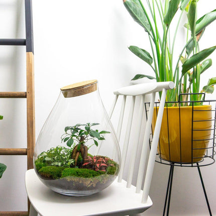 Flaschengarten DIY Bausatz Terrarium