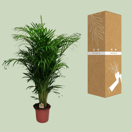 Areca-Palme – Dypsis Lutescens – Zimmerpflanze - 125 cm – Ø24 cm – Tropische Grünpflanze für Wohnzimmer, Büro & Flur – Luftreinigend & pflegeleicht