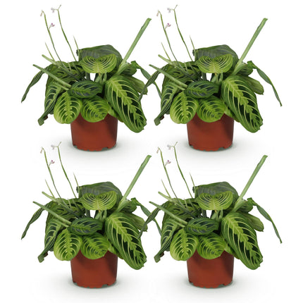 Maranta Fascinator Lemon Lime – 4 Pflanzen Set – Ø12cm Höhe 30-35cm – Gebetspflanze mit leuchtender Blattzeichnung – Haustierfreundliche Zimmerpflanze