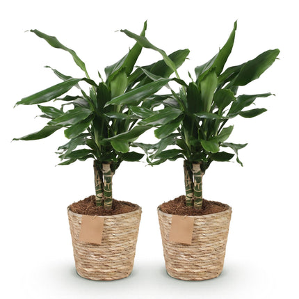 Dracaena fragrans Steudneri – Drachenbaum – 2 Pflanzen – 50-55cm – 17cm – Pflegeleichte Zimmerpflanze mit glänzend grünen Blättern – inkl. Naturkorb