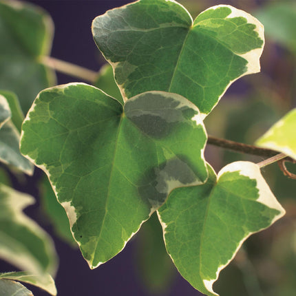 Kletterpflanze Hedera helix 'Glacier' – 2 Pflanzen – Immergrün – Blatt bunt – 11 cm – Höhe 40 cm – Efeu für Innen & Außen – Hängeampeln & Bodendecker