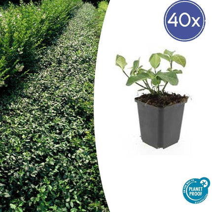 Spindelstrauch – Euonymus fortunei 'Dart's Blanket' – ↕10-25 cm – Ø9 cm – 40 Pflanzen – Bodendecker – Winterhart – Pflegeleicht – Schattentauglich