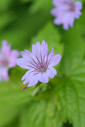 Geranium nodosum – 48 Pflanzen – ↕10-25cm – Ø9cm – Bodendecker – Tiefpurpurne Blüten – Winterhart – Pflegeleicht – Schattengarten & Waldgarten
