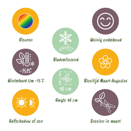 Staudenpaket – Bodendecker – 8 Stauden für 1 m² – Farbige Blühstauden – Pflegeleicht – Unkrauthemmend – Für sonnige Standorte – Topf Ø11 cm